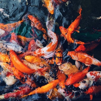 LETZTER TAG - 49 % RABATT🎁Keramik-Koi-Set 🐟 
