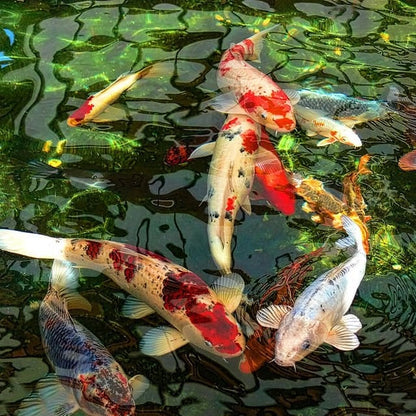 LETZTER TAG - 49 % RABATT🎁Keramik-Koi-Set 🐟 